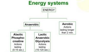 Diagram of human energy systems